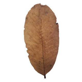 Betta Choice Guava Leaves x 15