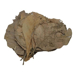 Betta Choice Teak Leaves x 10