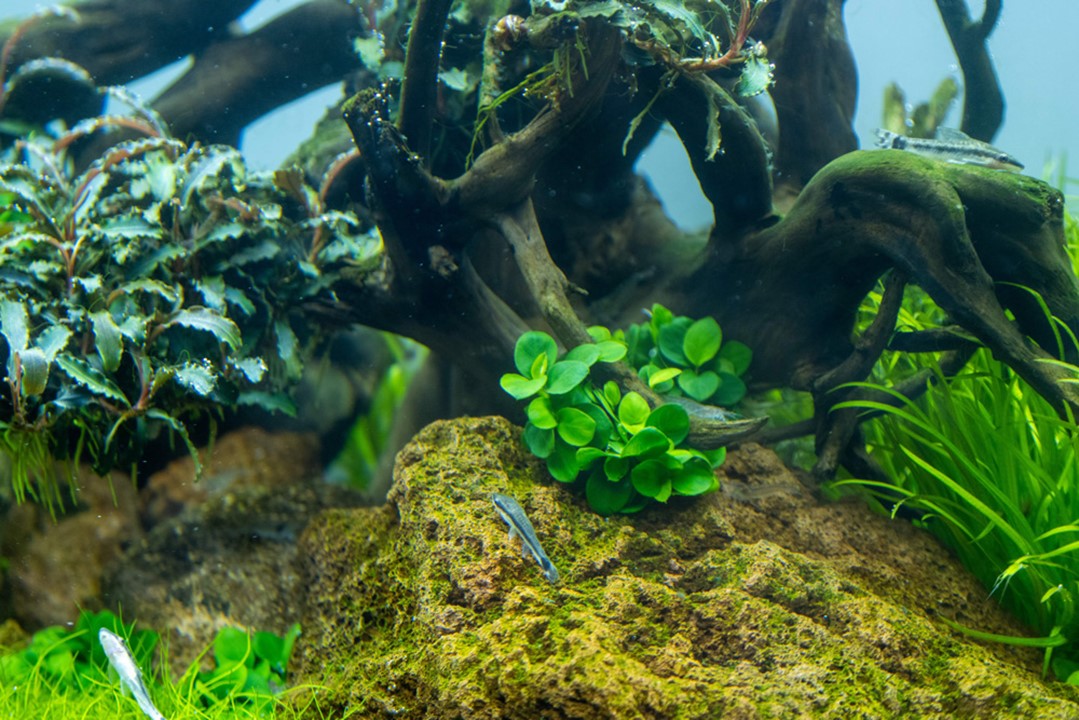 Anubias Barteri 'Mini Coin'- Tropica 1-2 Grow