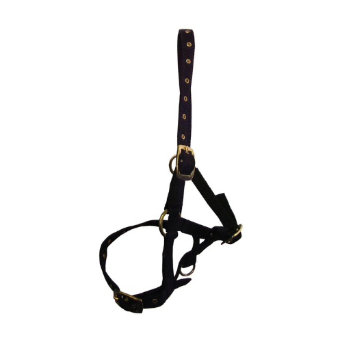 Hy Foal Head Collar Navy