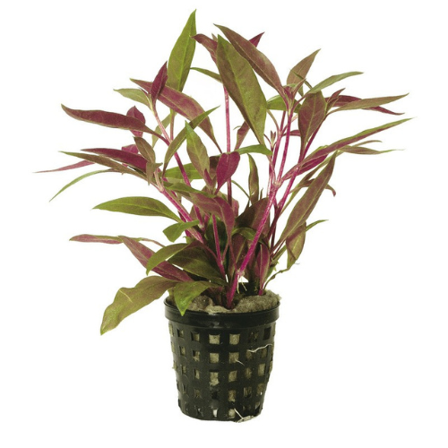 Alternanthera Reineckii Mini 5cm pot