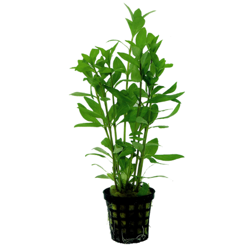 Hygrophila Polysperma 5cm pot