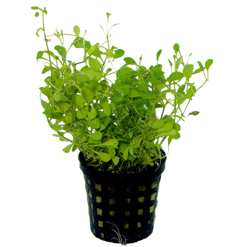 Glossostigma Elatinoides 5cm pot