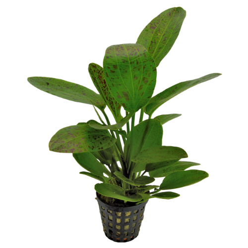 Echinodorus Ozelot Green 5cm pot