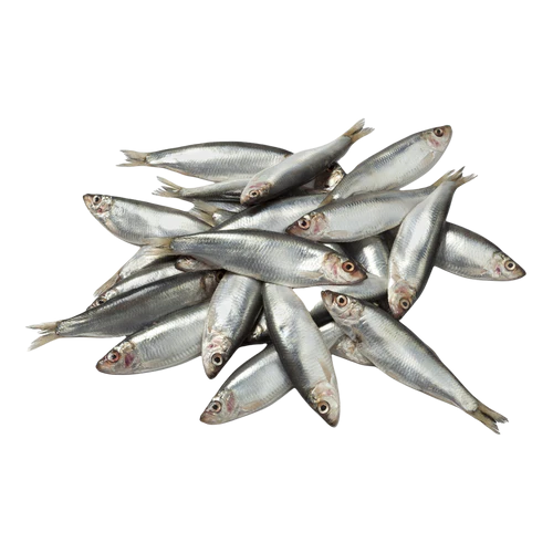 DAF - Sprats Frozen - 1kg