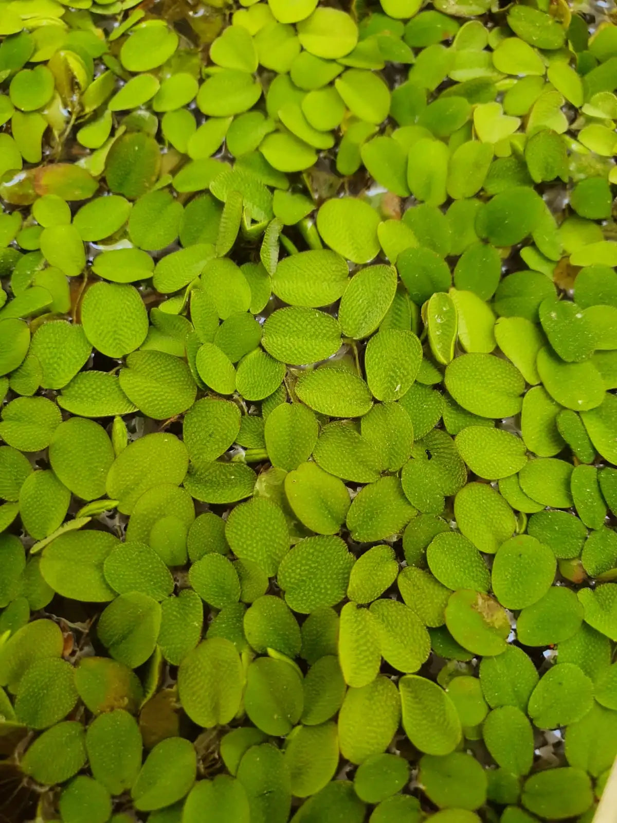 Salvinia auriculata