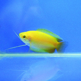 Golden Honey Gourami (Yellow)