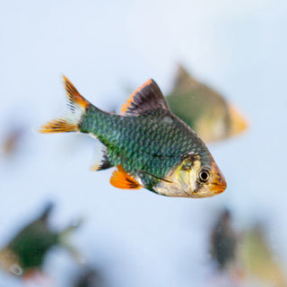 Green Tiger Barb