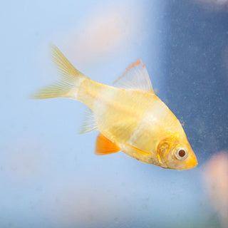 Albino Tiger Barb