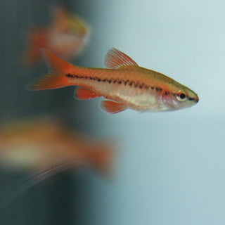 Cherry Barb (Puntius Titteya)