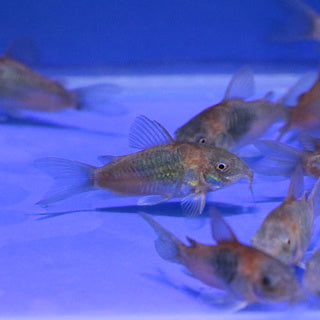 Venezuelan Orange Cory