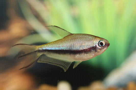 Emperor Tetra