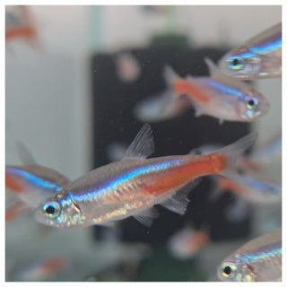 Neon Tetra