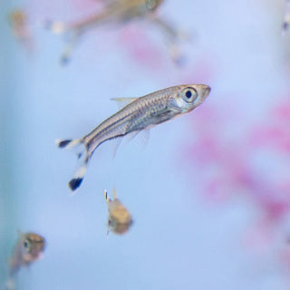 Scissortail Rasbora