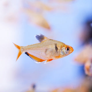 Serpae Tetra