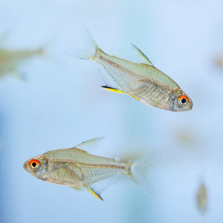 Lemon Tetra