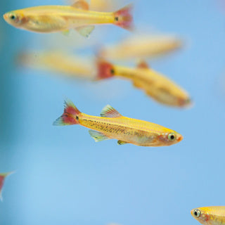 Golden White Cloud Mountain Minnow