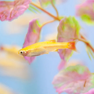 Golden White Cloud Mountain Minnow