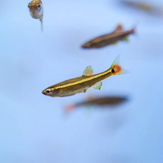 White Cloud Mountain Minnow