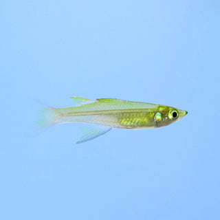 Threadfin Rainbow