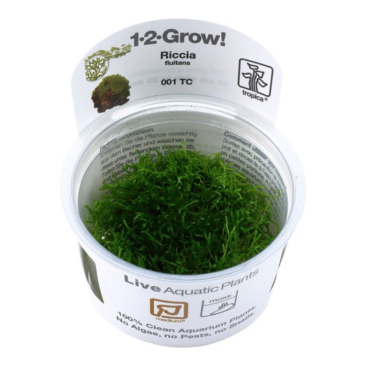 Riccia Fluitans - Crystalwort - Tropica 1-2 Grow