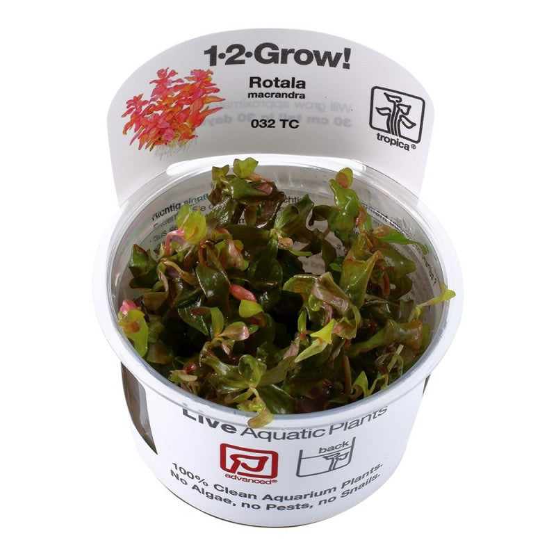 Rotala Macrandra Red - Giant Red Rotala - Tropica 1-2 Grow