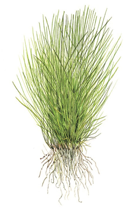 Hairgrass - Eleocharis Acicularis - Tropica 1-2 Grow