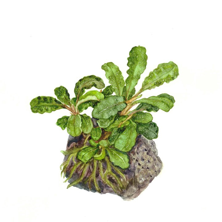 Bucephalandra Pygmaea 'Bukit Kelam' - Tropica 1-2 Grow