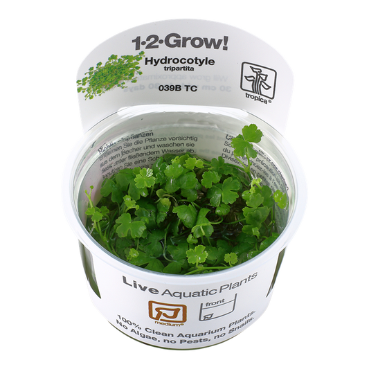 Hydrocotyle Tripartita - Tropica 1-2 Grow