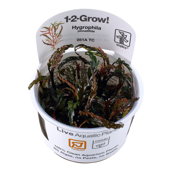 Hygrophila Pinnatifida - Tropica 1-2 Grow