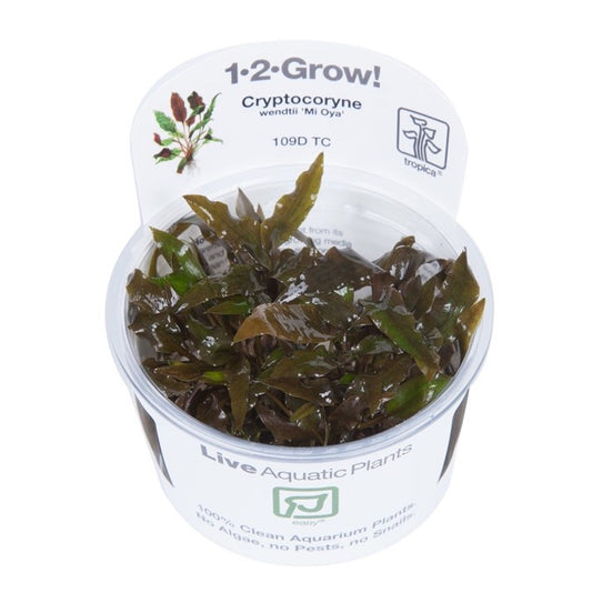 Cryptocoryne wendtii 'Mi Oya' - Tropica 1-2 Grow