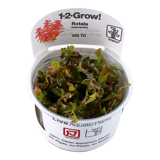 Rotala Macrandra - Tropica 1-2 Grow