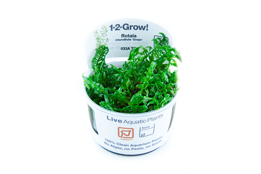 Rotala rotundifolia 'Green' - Tropica 1-2 Grow