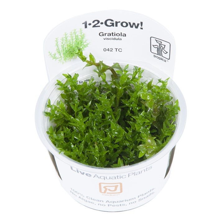 Gratiola Viscidula - Tropica 1-2 Grow