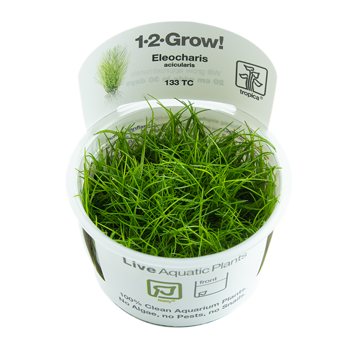 Hairgrass - Eleocharis Acicularis - Tropica 1-2 Grow