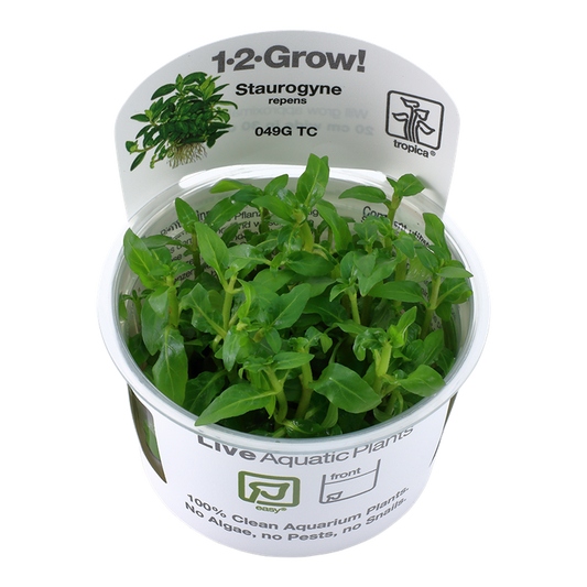 Staurogyne repens - Tropica 1-2 Grow