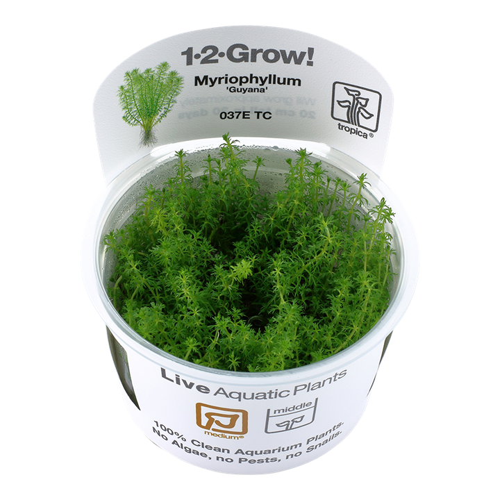 Myriophyllum 'Guyana' - Tropica 1-2 Grow