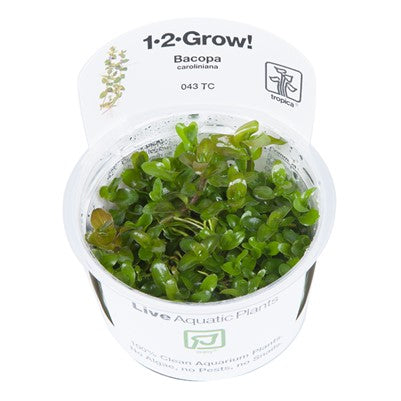 Bacopa Caroliniana - Tropica 1-2 Grow