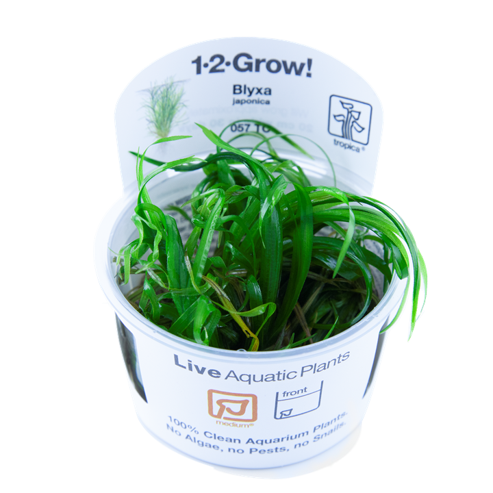 Blyxa Japonica Tropica 1-2 Grow