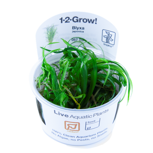 Blyxa Japonica Tropica 1-2 Grow