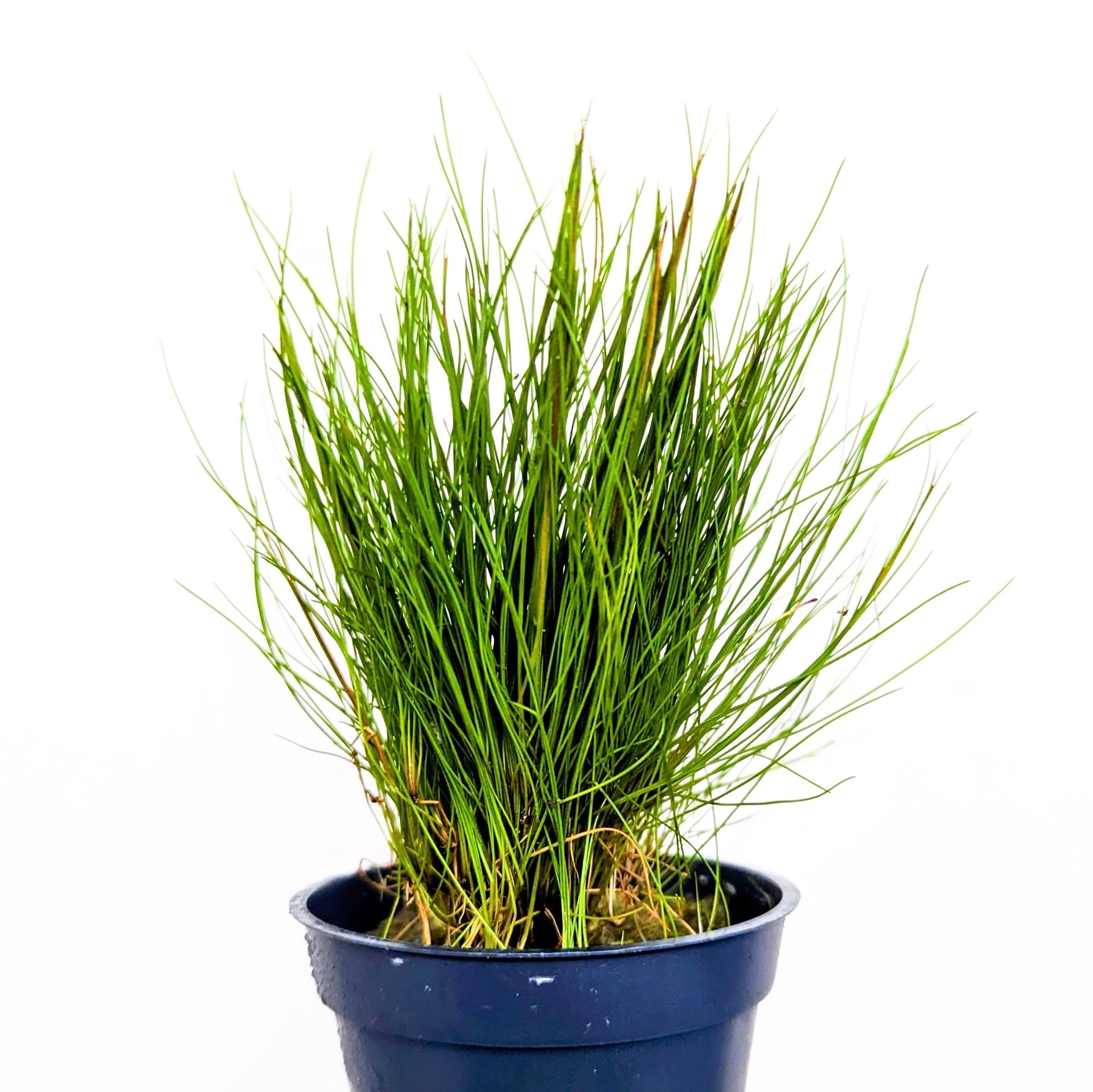 Growing Dwarf Hairgrass  Eleocharis Parvula Care & Info
