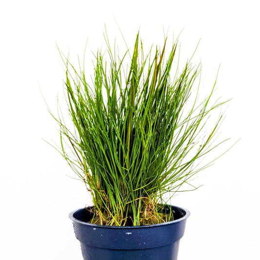 Eleocharis Parvula - Dwarf Hairgrass