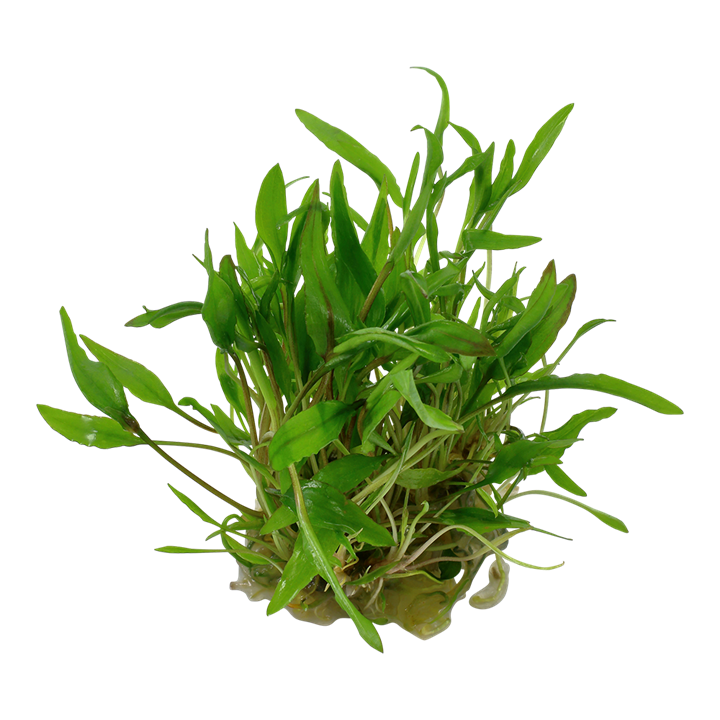 Cryptocoryne Wendtii 'Green' - Tropica 1-2-Grow