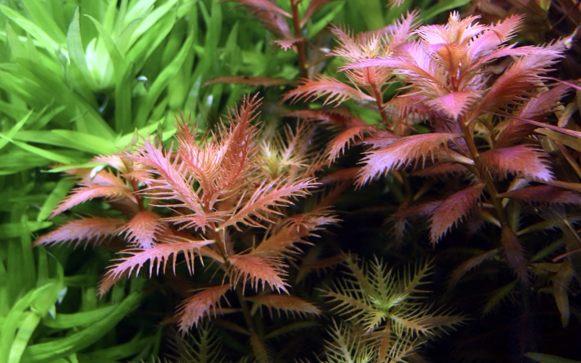 Proserpinaca palustris 'Cuba - Tropica 1-2 Grow