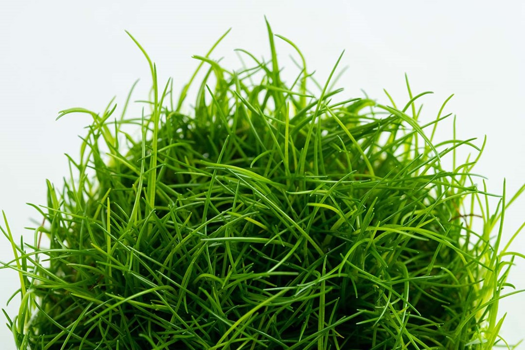 Hairgrass - Eleocharis Acicularis - Tropica 1-2 Grow