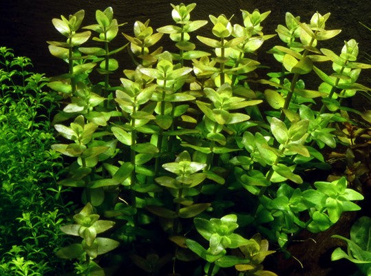 Bacopa Caroliniana - Tropica 1-2 Grow