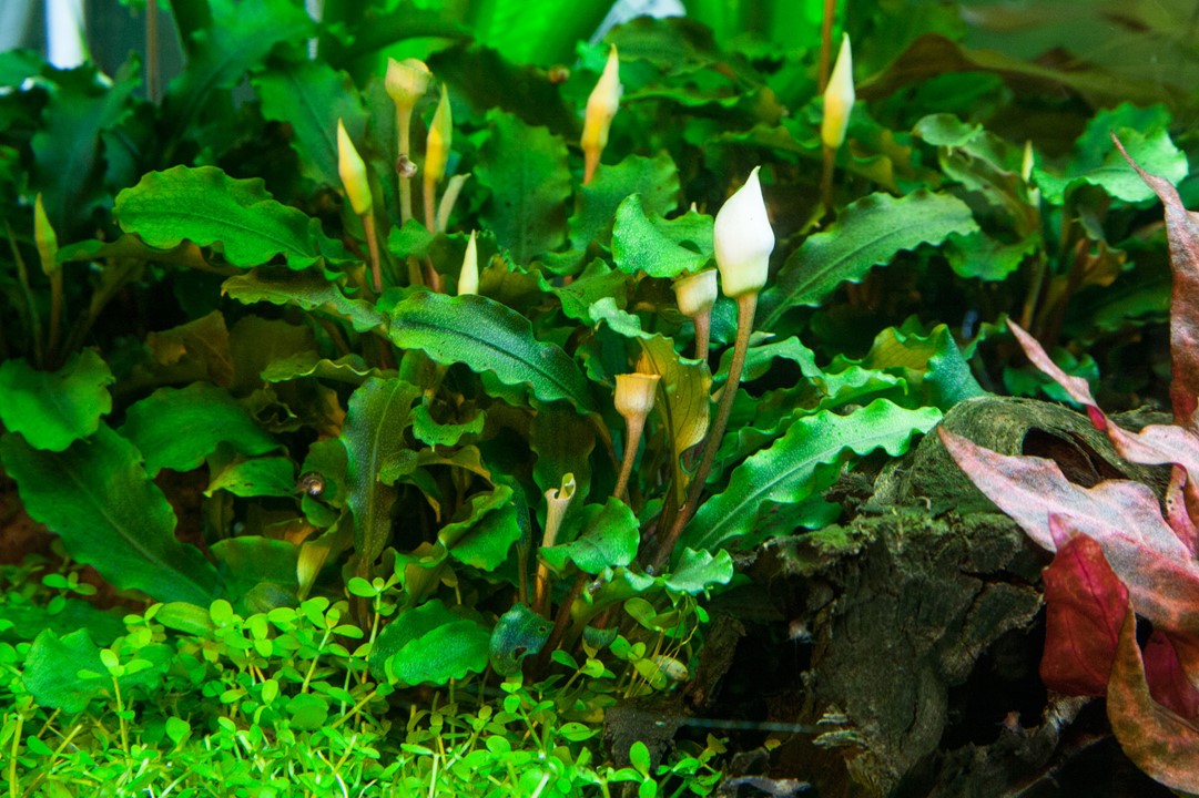 Bucephalandra Pygmaea 'Bukit Kelam' - Tropica 1-2 Grow