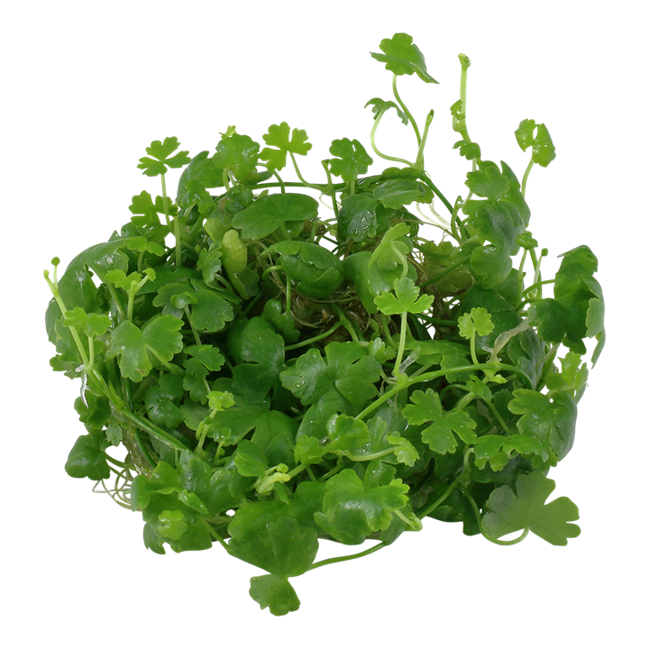 Hydrocotyle Tripartita - Tropica 1-2 Grow