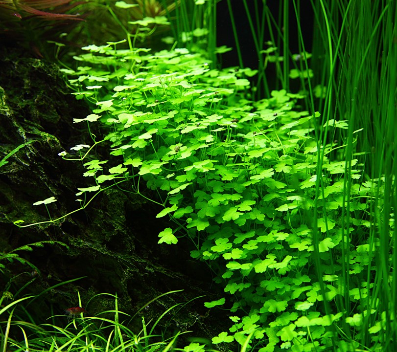 Hydrocotyle Tripartita - Tropica 1-2 Grow