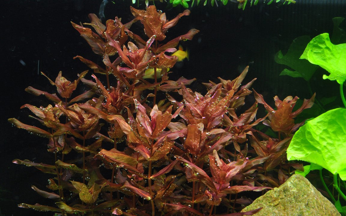 Rotala Macrandra - Tropica 1-2 Grow